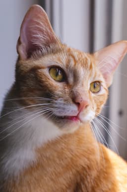 Major the Cat